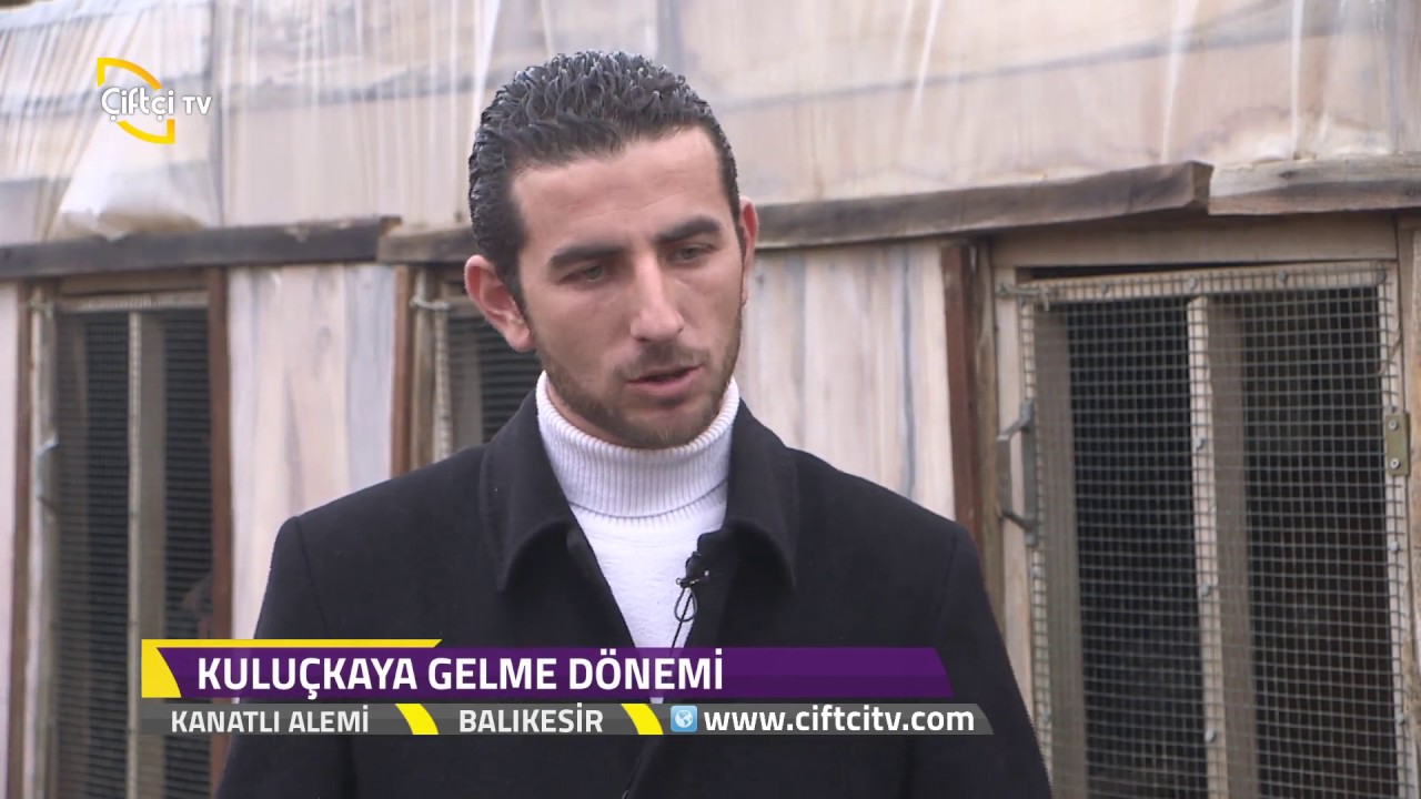 Kanatlı Alemi-Hint Horozlarının Kuluçkaya Gelme Dönemi...