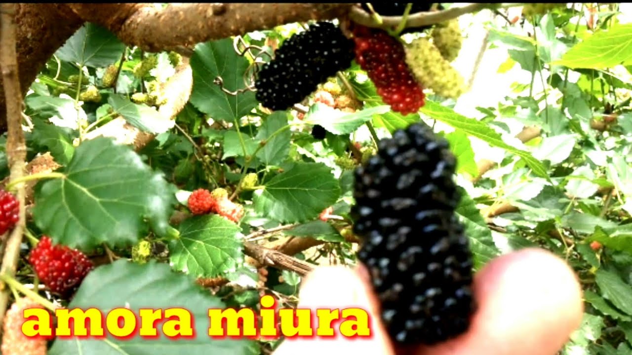 Amora medicinal   Amora Miura
