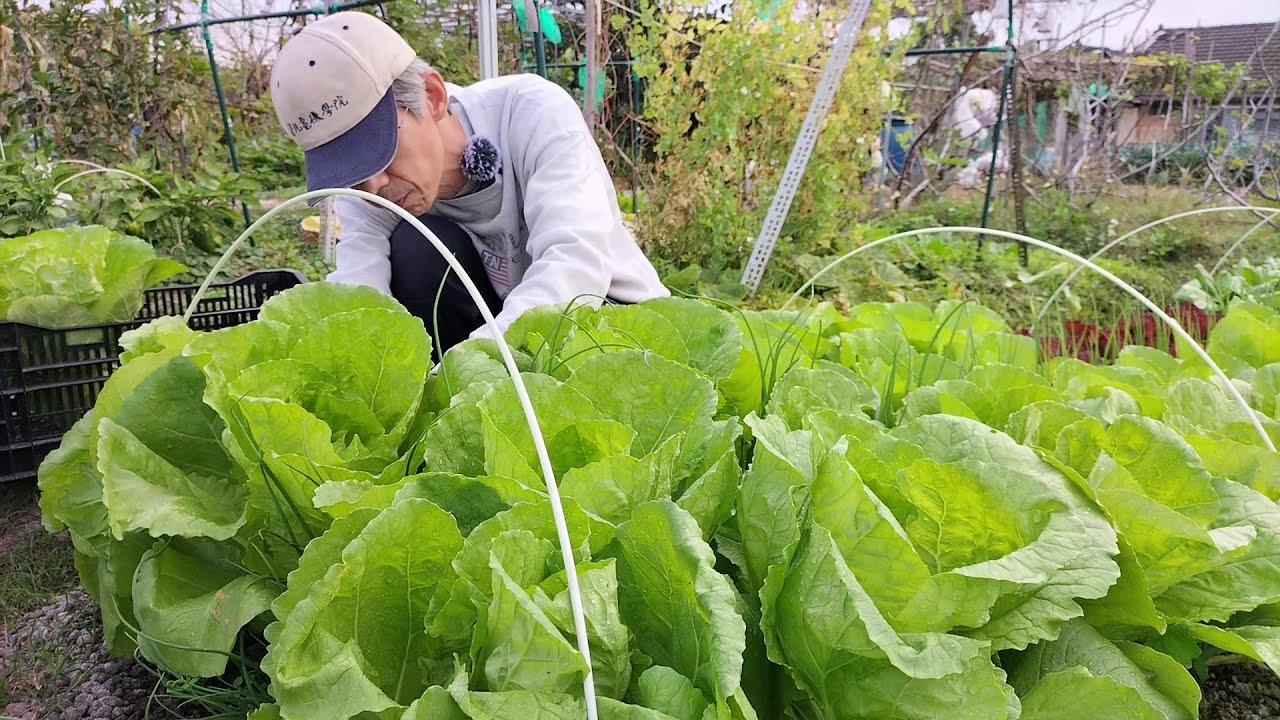 [狐狸菜園] 大青江菜 蜜雪兒白菜 終於可以採收囉 青花也不落人後 看來這個農曆年有口福了 organic bok choy harvesting