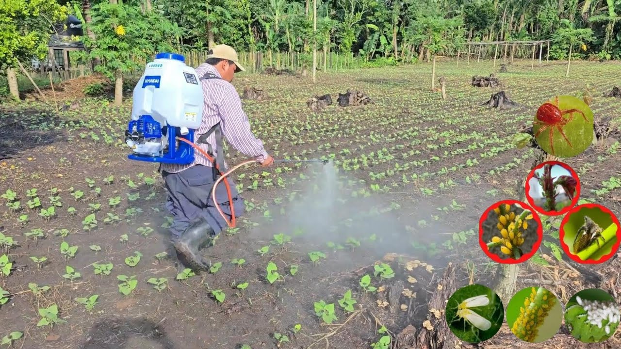 ¡ELIMINA 97.7 DE TODO! Insecticida completamente Orgánico para todo bicho que esté en tus plantas.