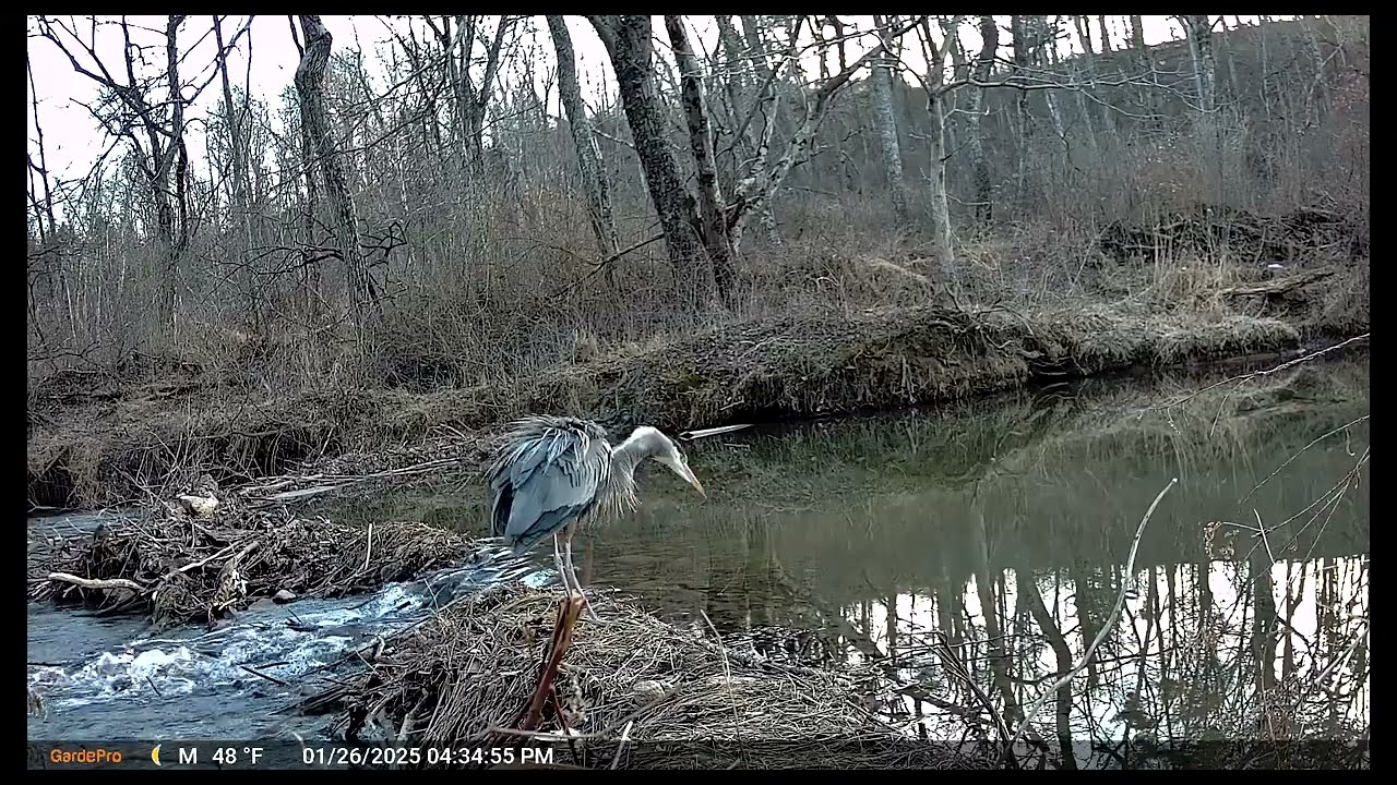 This Week on the Property: Deer, Crane, Raccoons & More | Trail Cam Highlights