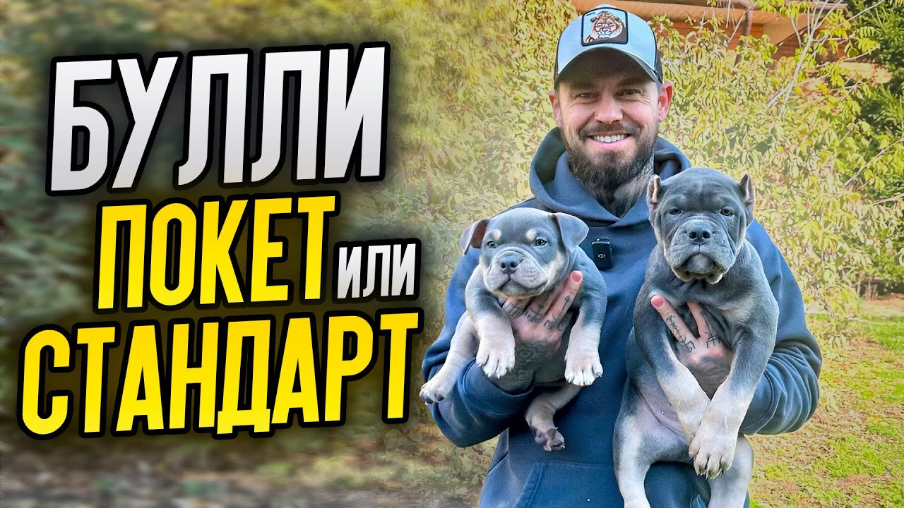 АМЕРИКАНСКИЙ БУЛЛИ ПОКЕТ И СТАНДАРТ! ЩЕНКАМ 2 МЕСЯЦА! ЦЕНА, КТО УЕХАЛ И КТО СВОБОДЕН!
