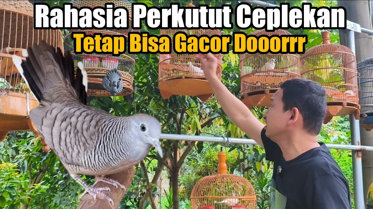Cara Membuat Perkutut Ceplekan Tapi Tetap Bisa Gacor 