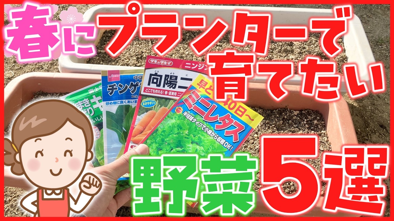 【家庭菜園】5つの野菜の収穫までを収録‼︎ ３月や４月に種から育てたい春野菜～プランターでも栽培できる野菜５選～
