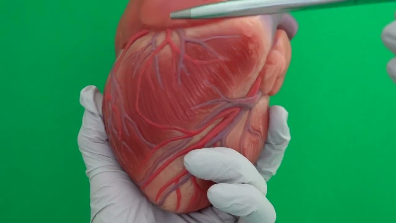 Coronary Arteries and Sulci of the Heart