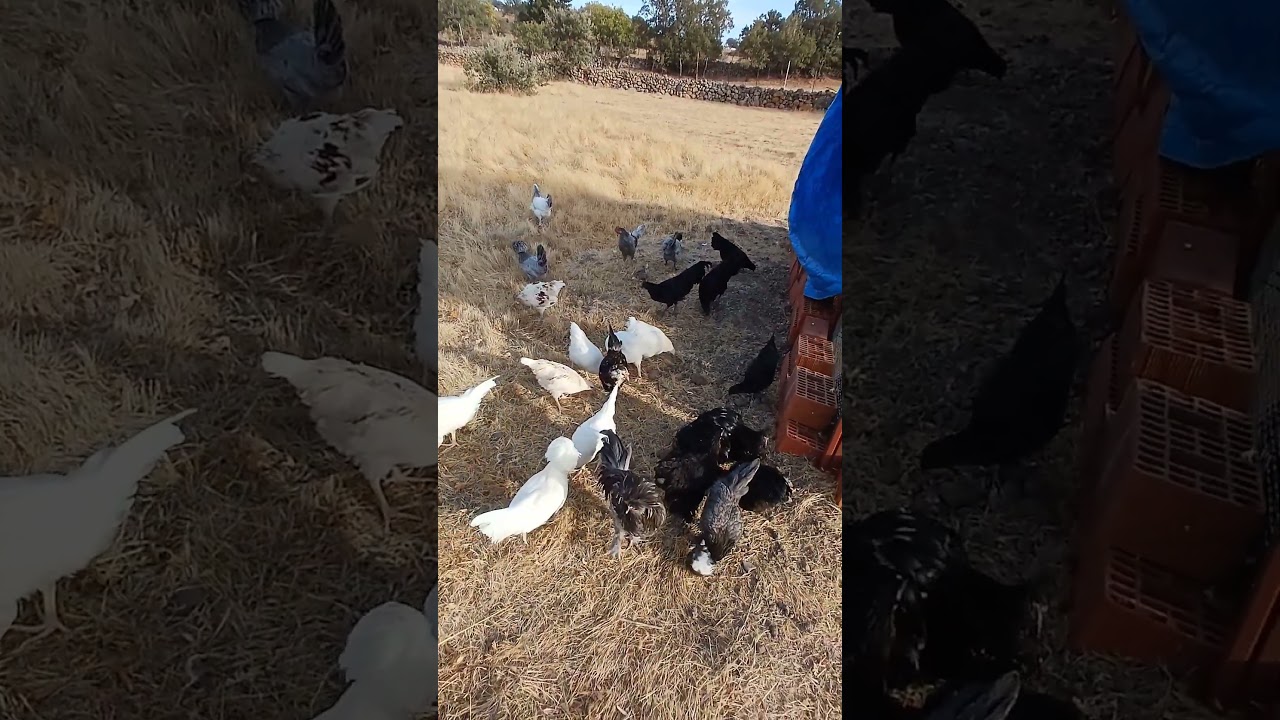 #&ccedil;iftlik #&uuml;retimhane #&uuml;retici #chicken #cemani #c&uuml;cekoşin @Kuşhanemanisa