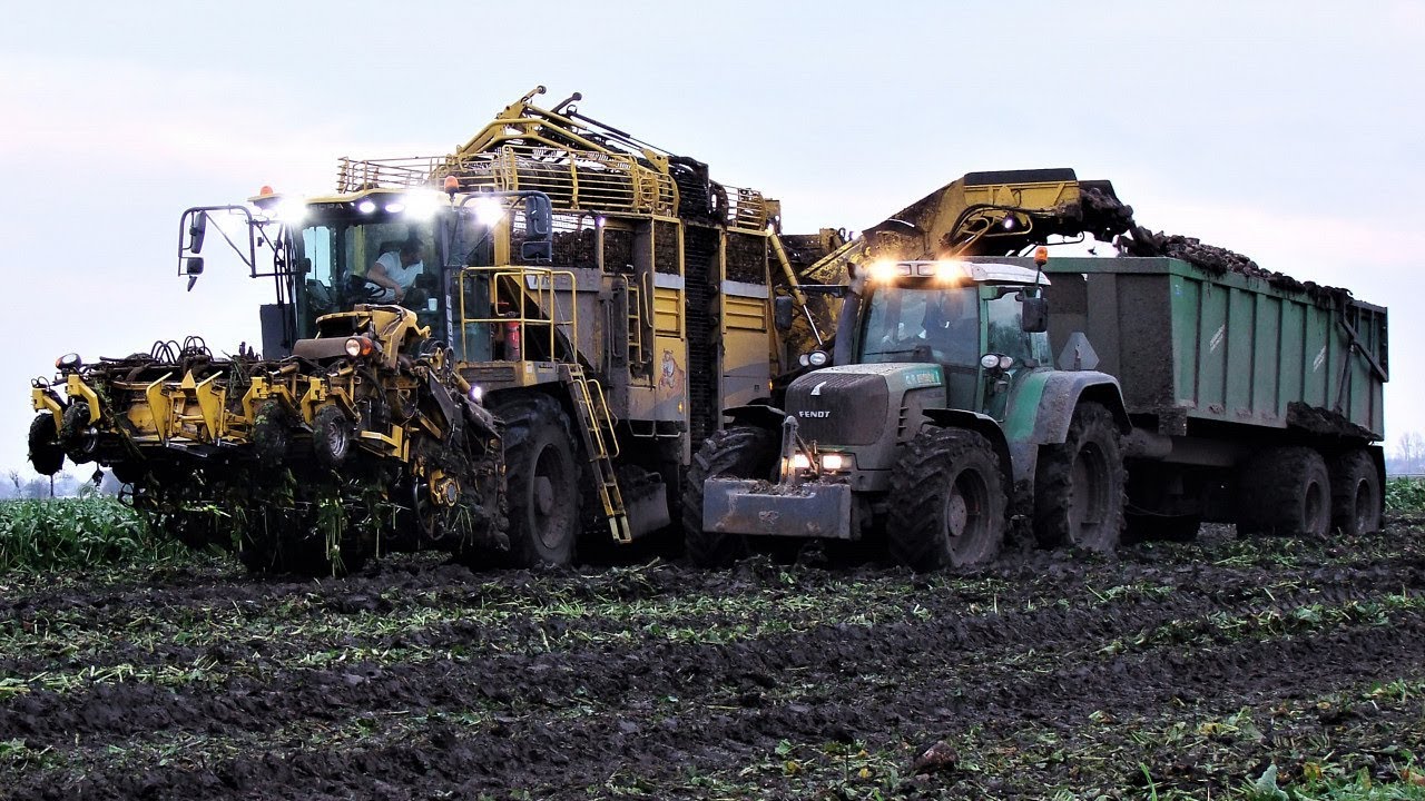 Błoto im nie straszne! Ropa Tiger 6 i Fendt 920 Vario kopią buraki (oryginalny dźwięk)
