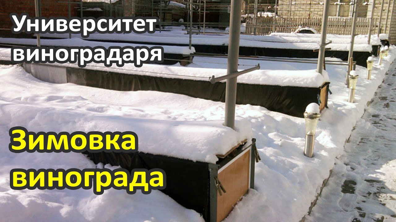 14. Зимовка винограда. Укрытие винограда на зиму.