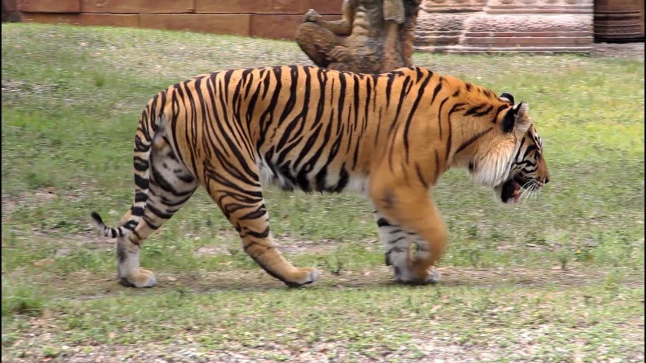 Bengal Tiger Roar and Grooming in HD - Captivating Beauty