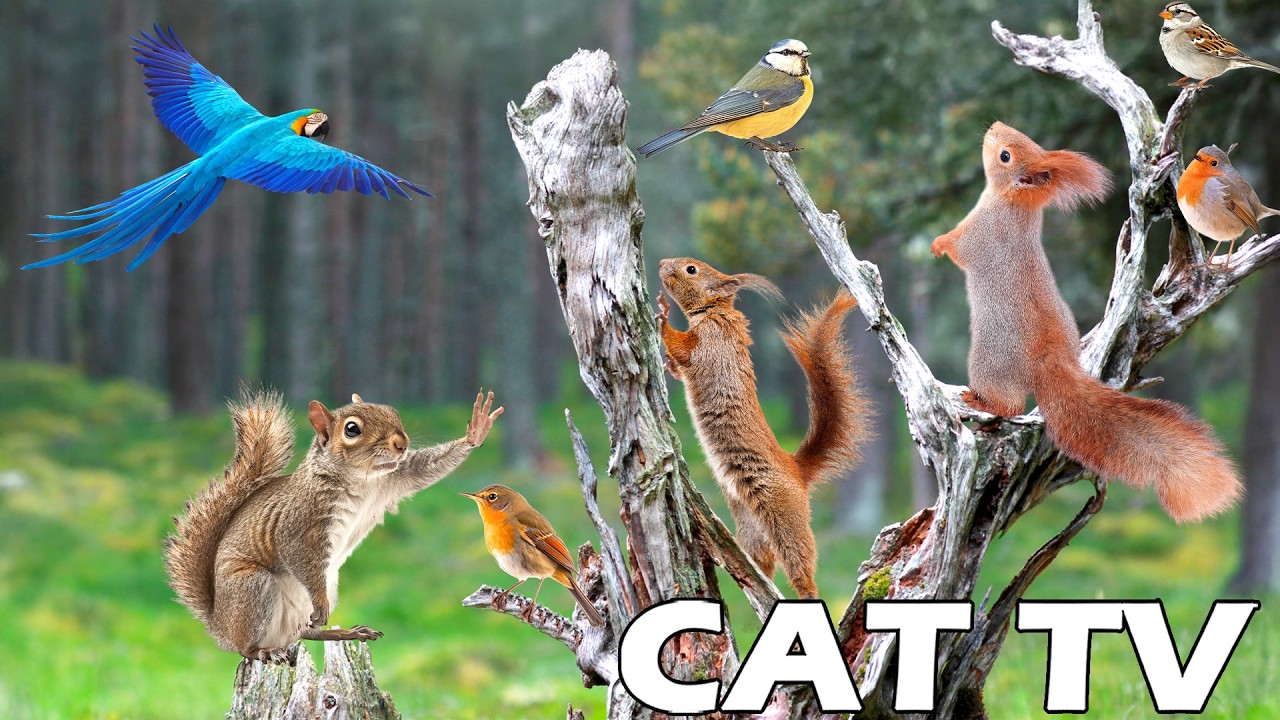 CAT TV развлечет вашу кошку 😻 Все белки и птицы, наслаждайтесь хорошим днем ​​🐿🦜 Телевизор для ко...