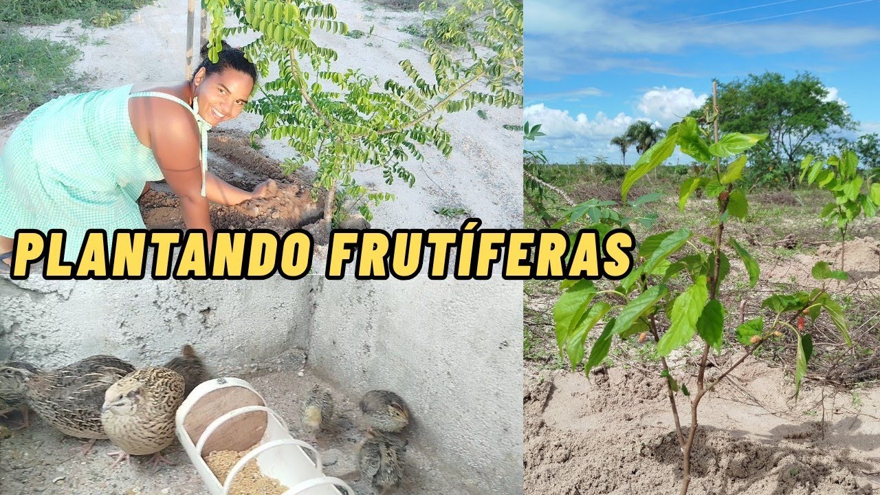 Plantamos Mudas de amora, umbuzeiro Clarinha ganhou codornas 