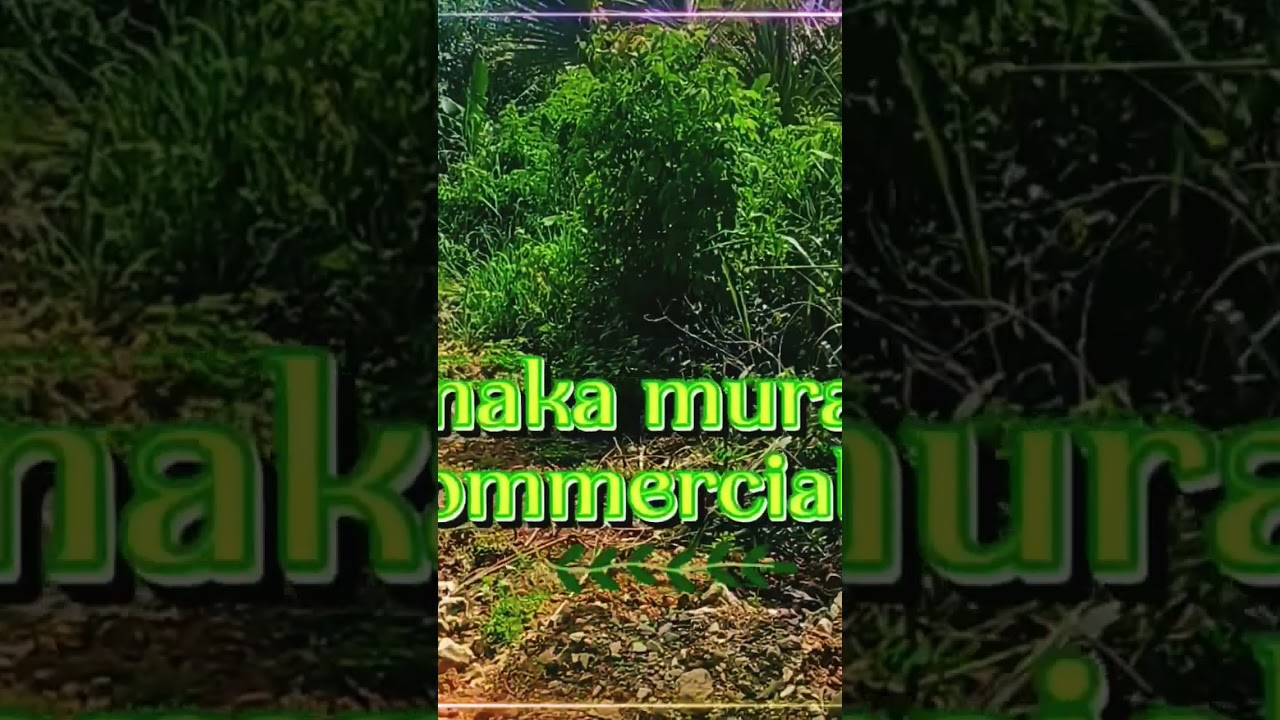 Pinaka murang commercial/residential lot with free Kubo for cash buyer#milionviews #highlight