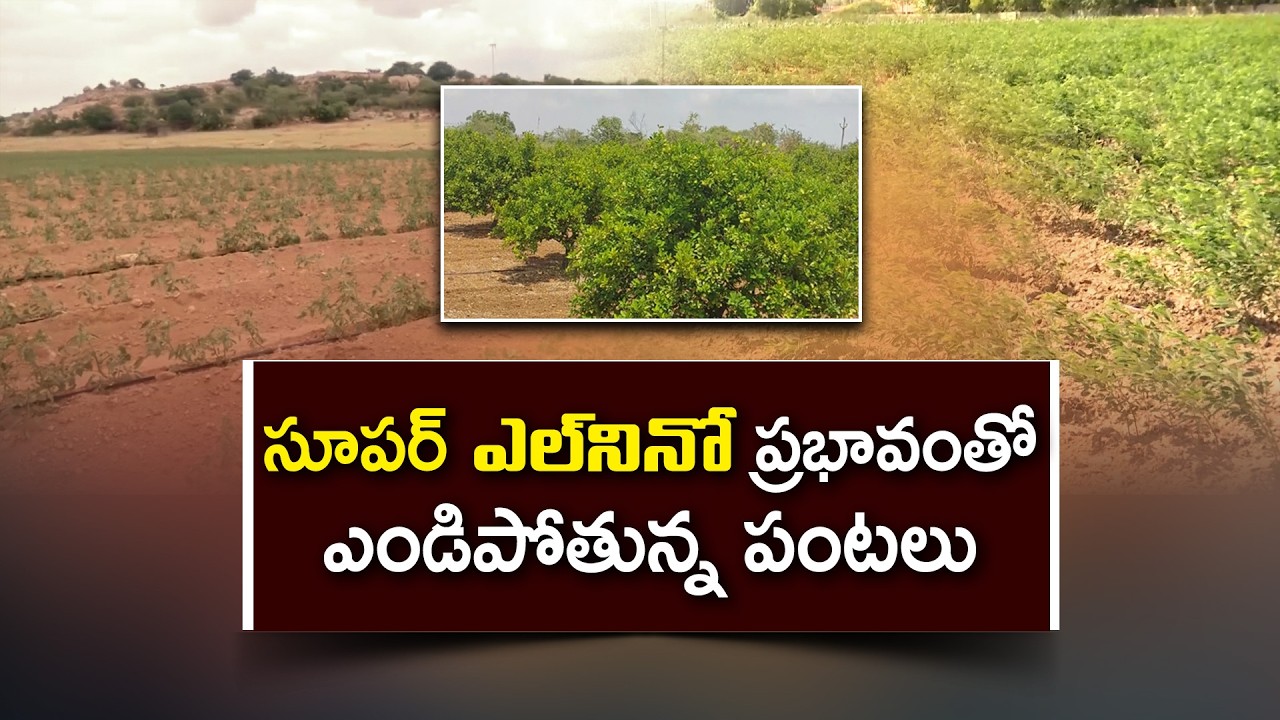 సూపర్ ఎల్&zwnj;నినో వ్యవసాయానికి గడ్డుకాలం | వర్షం కోసం ఎదురుచూపులు.