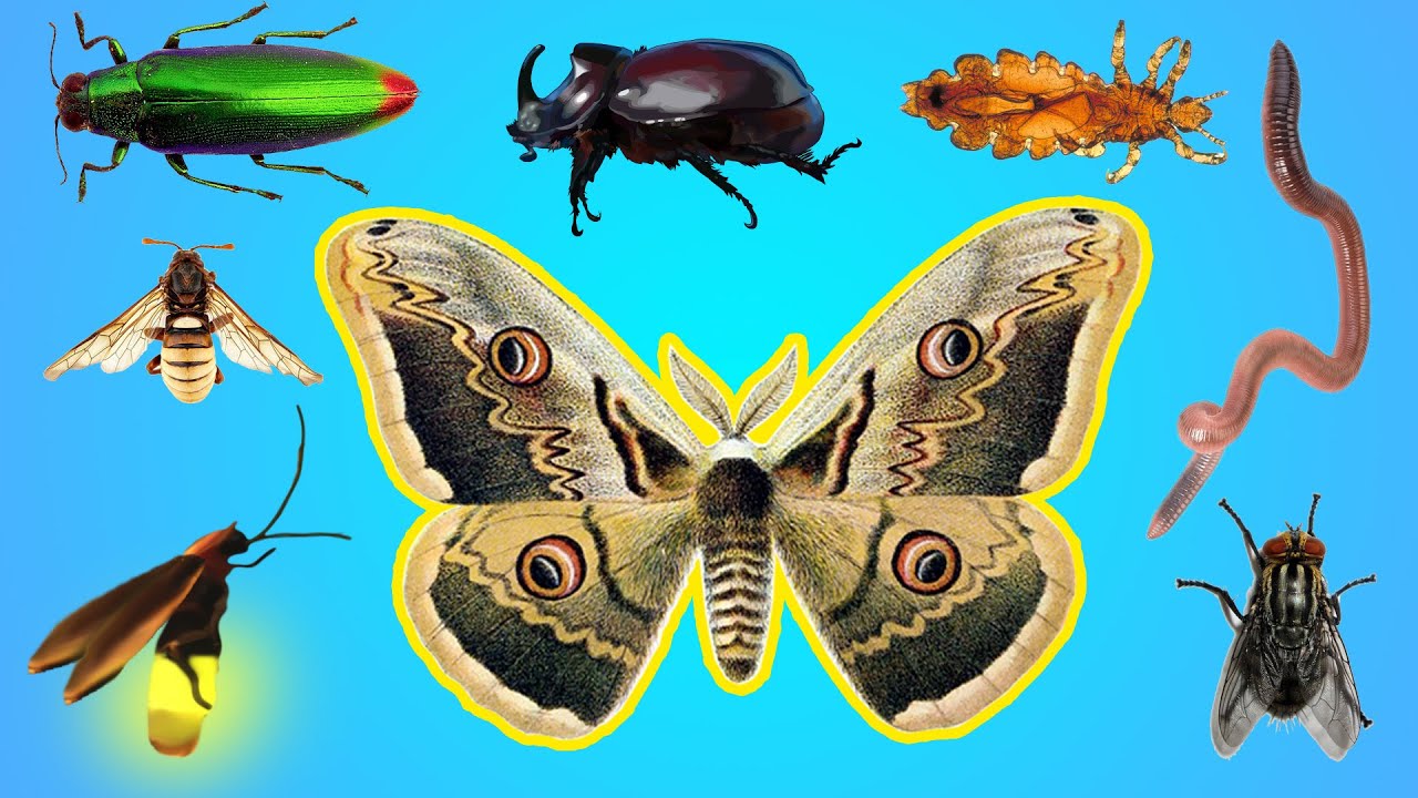 learn name and sounds of insects for toddlers