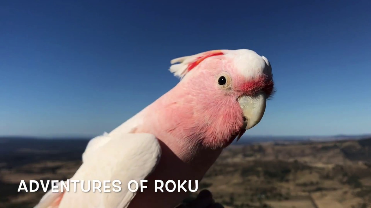 Cockatoo Free Flying off a Mountain