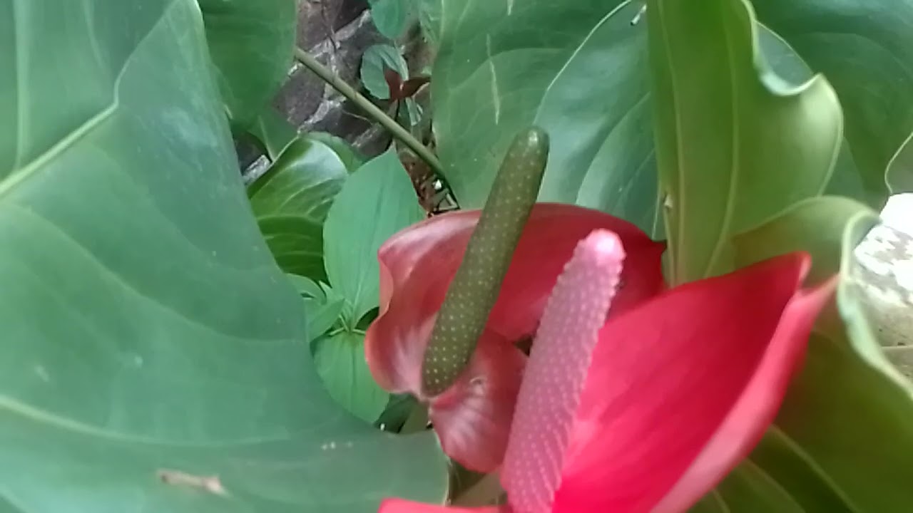 LOS ANTURIOS siempre están con flores,,,