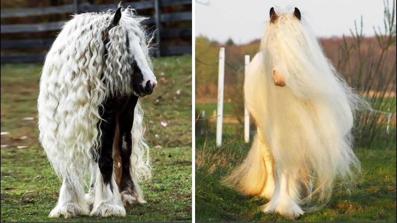 Horse SOO Cute! Cute And funny horse Videos Compilation cute moment #11