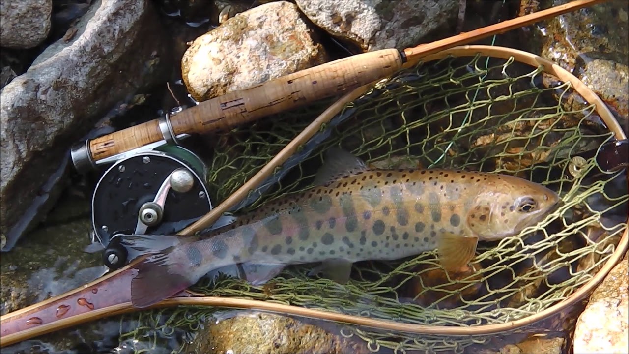 里川の小さな川はヤマメやイワナが大きくビックリ / フライフィッシング　北海道　flyfishing