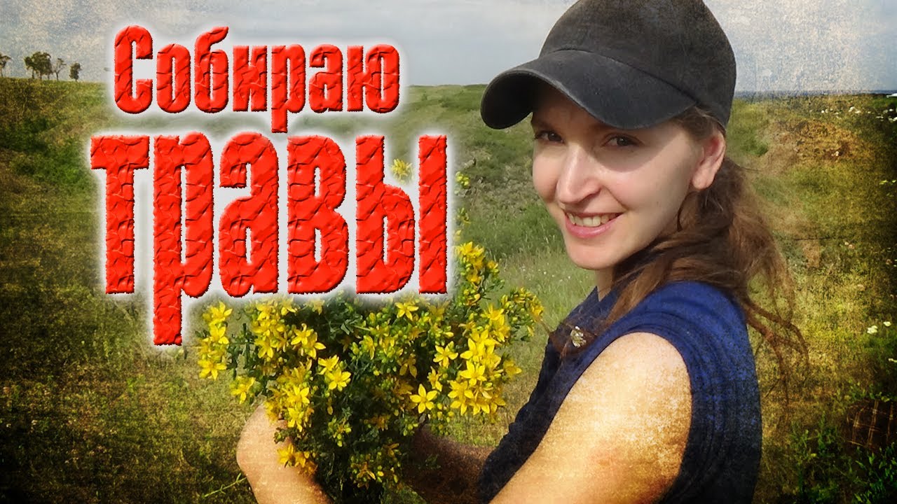 Зверобой, чабрец, тимьян. Чайный сбор целебных трав