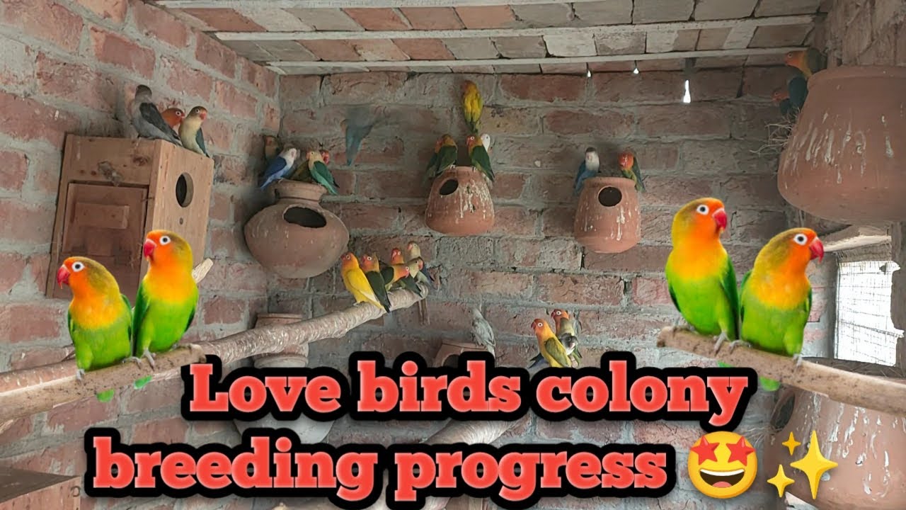 love birds colony breeding progress🌟✨🤩#animal #birds #dailyvlog