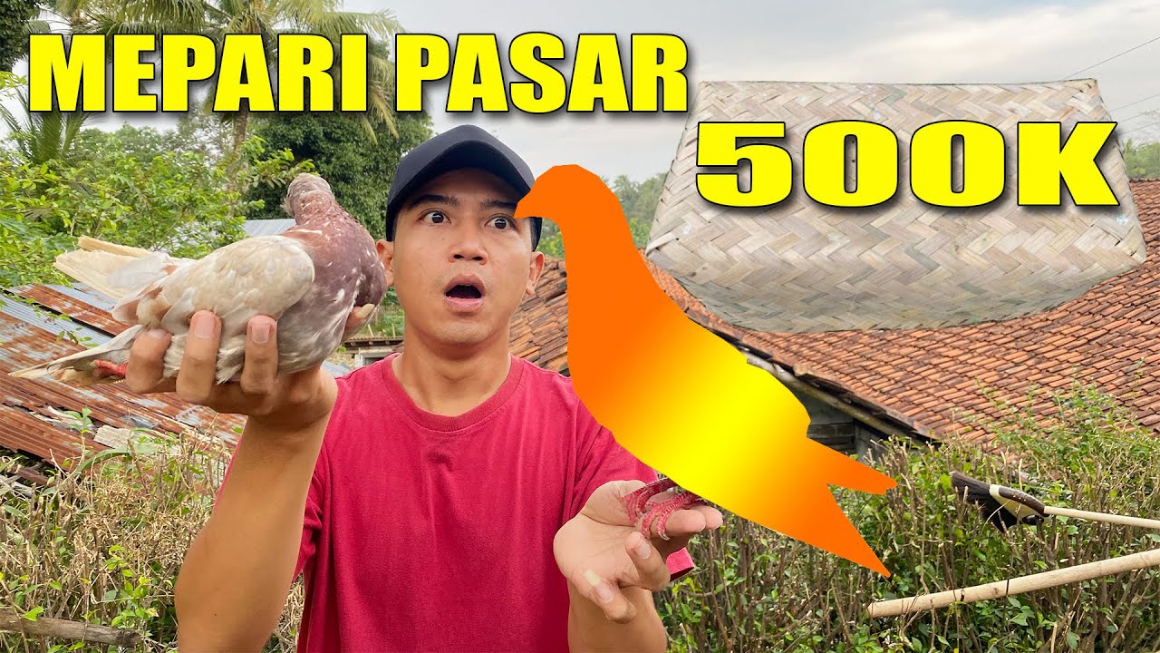 UNBESEK! MERPATI PASAR LASUNG TEST TERBANG