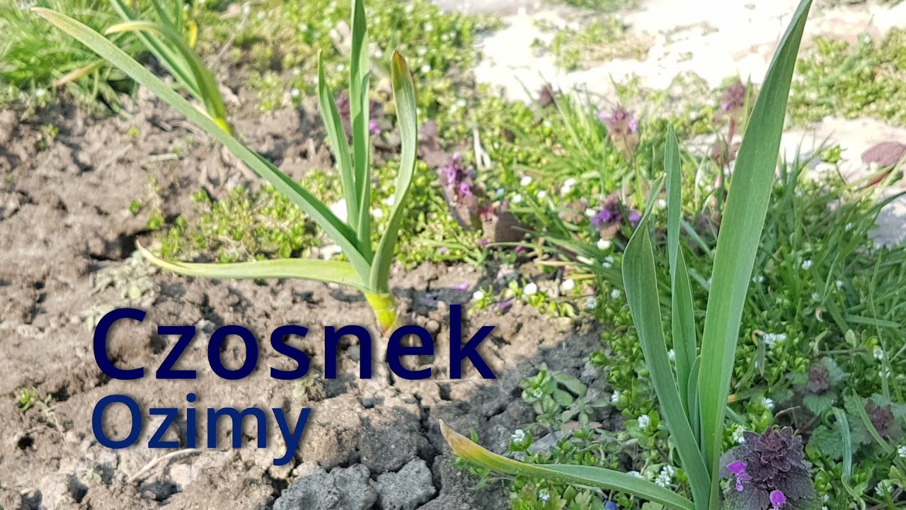 Czosnek ozimy - uprawa, termin sadzenia