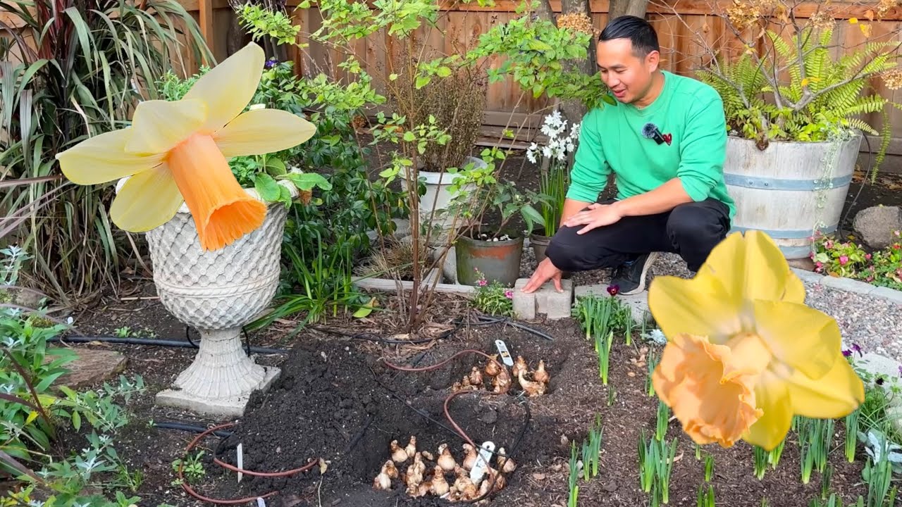 Daffodil Bulb Planting Dec. 2025 & Feb. 2026 in the Garden