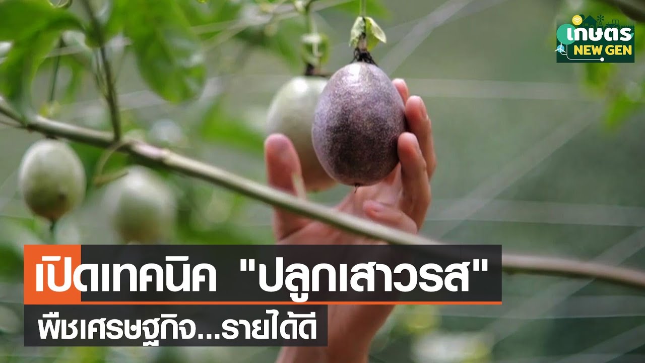 เปิดเทคนิค ! ปลูกเสาวรสพืชเศรษฐกิจ รายได้ดี | เกษตรนิวเจน