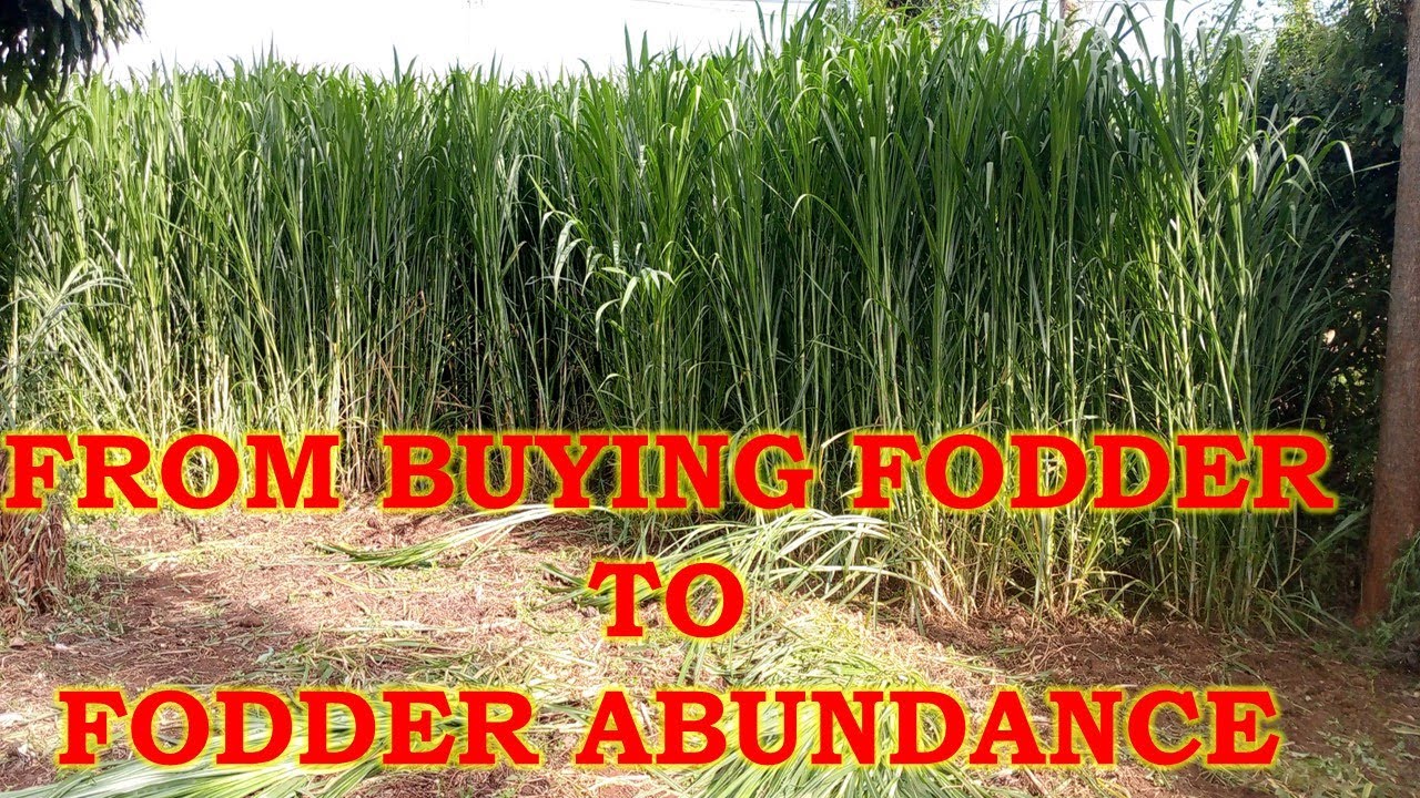 From Buying Fodder to fodder abundance