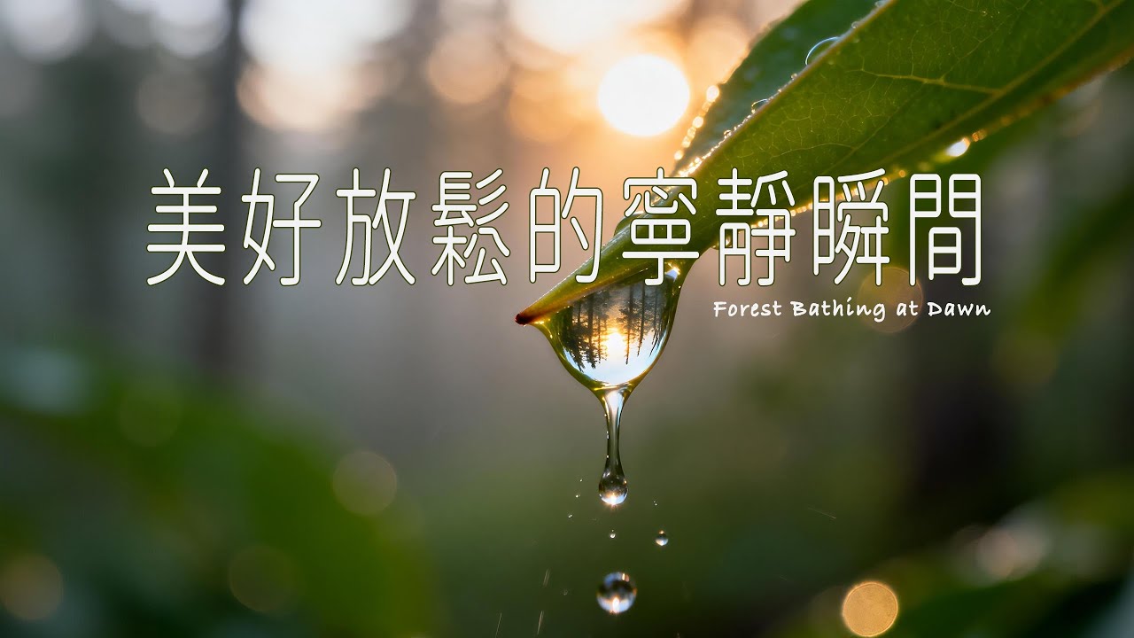Immersive Forest Bathing | Mikiko Hirosue's Piano | Focus, Sleep, Anxiety Relief｜沉浸式森林療愈｜專注 睡眠 焦慮緩解