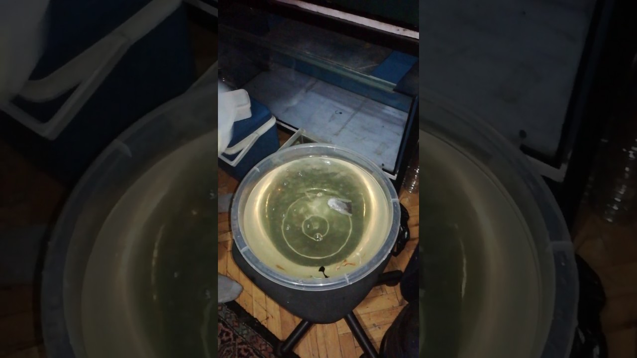bakteri çakışması