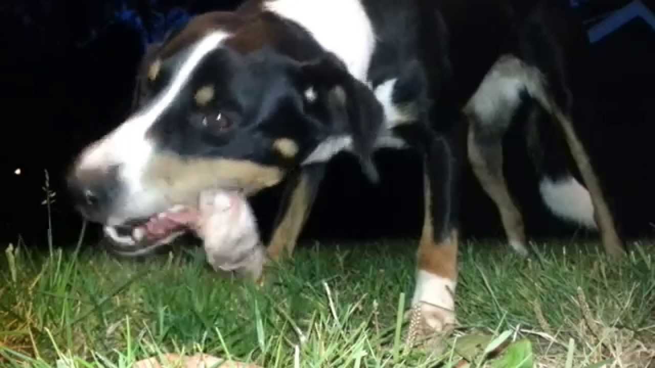 Dog eating goat and lamb (BARF / NRV)