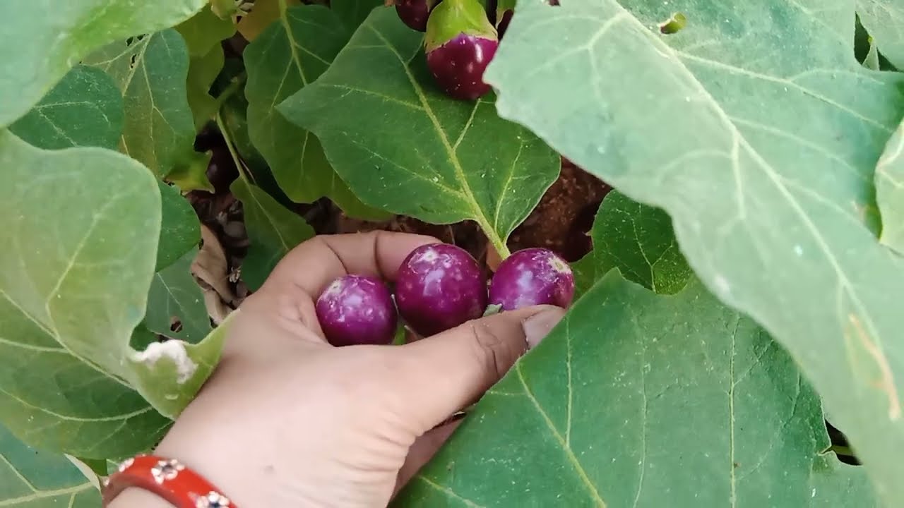How to grow lots of Brinjal. Simple way to grow Brinjal plant.