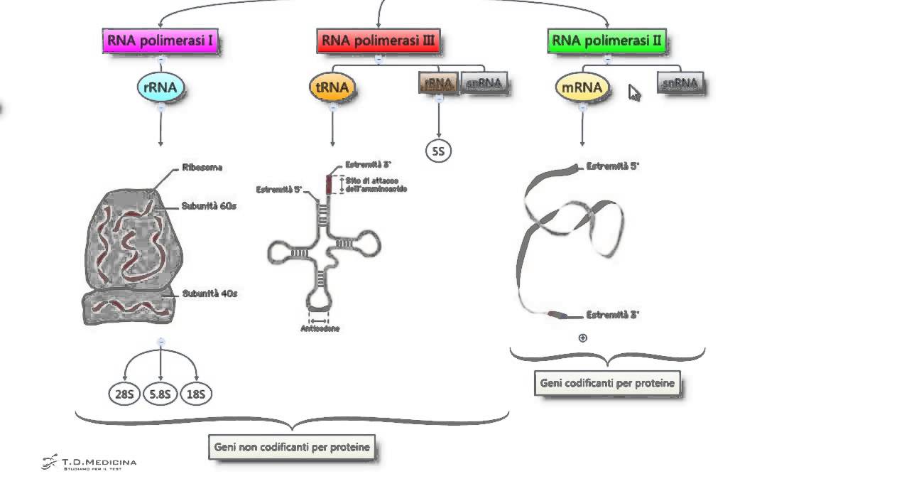 Tipi di RNA polimerasi - Biologia per i test di ammissione