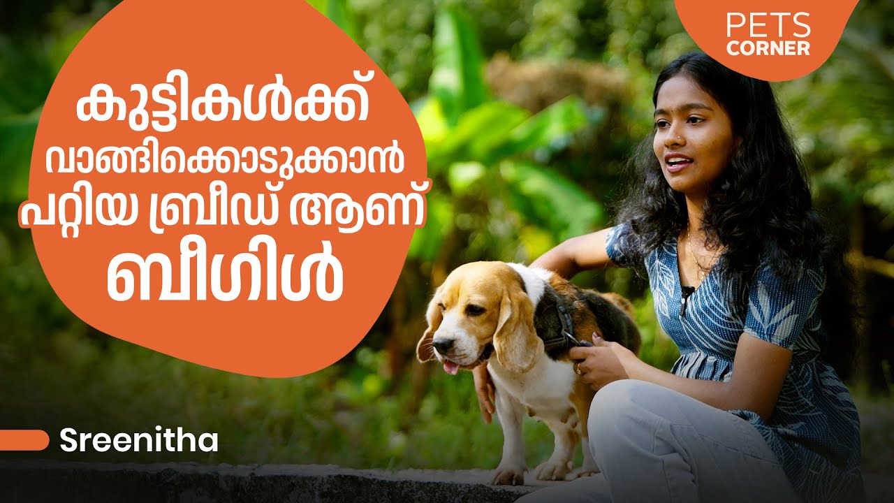 കുട്ടികൾക്ക് വാങ്ങിക്കൊടുക്കാൻ പറ്റിയ ബ്രീഡ് ആണ് ബീഗിൾ.. Sreenitha @keralapetscorner​
