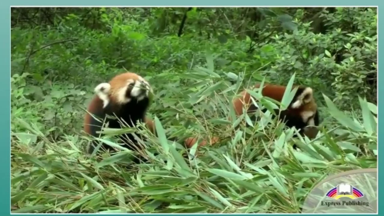 Excel 8. Module 6. The Red Panda.