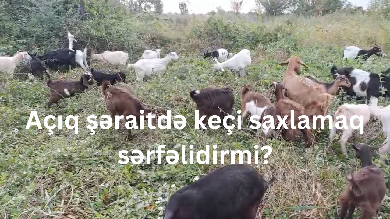 Açıq şəraitdə keçi saxlamağın xərc və gəliri