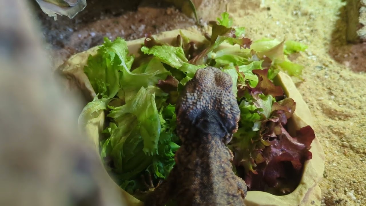 Salat für die Dornschwanzagamen 💛 | 🐍 Viking Reptiles
