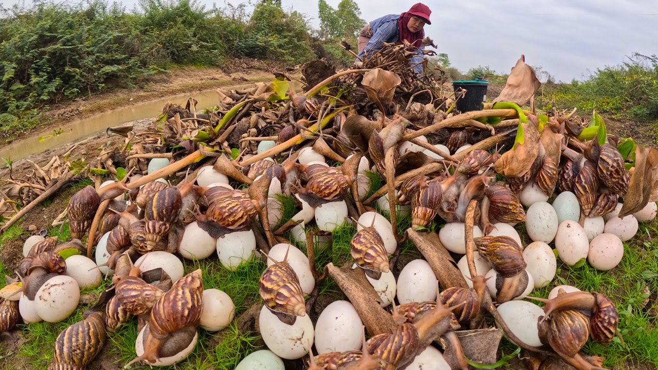 Amazing Harvest: Collecting a Large Amount of Snails and Eggs by Hand