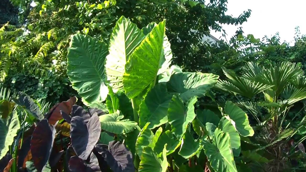 Alocasia, Colocasia, Xanthosoma
