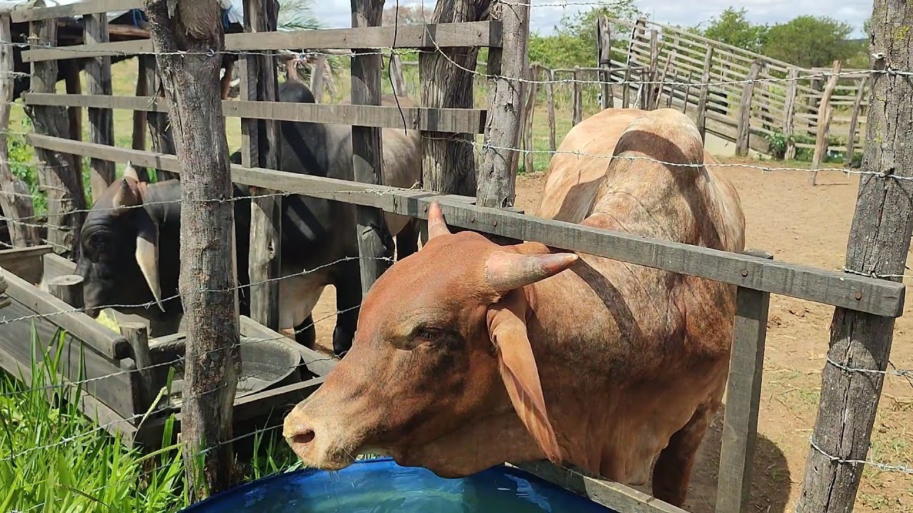 minha chácara 