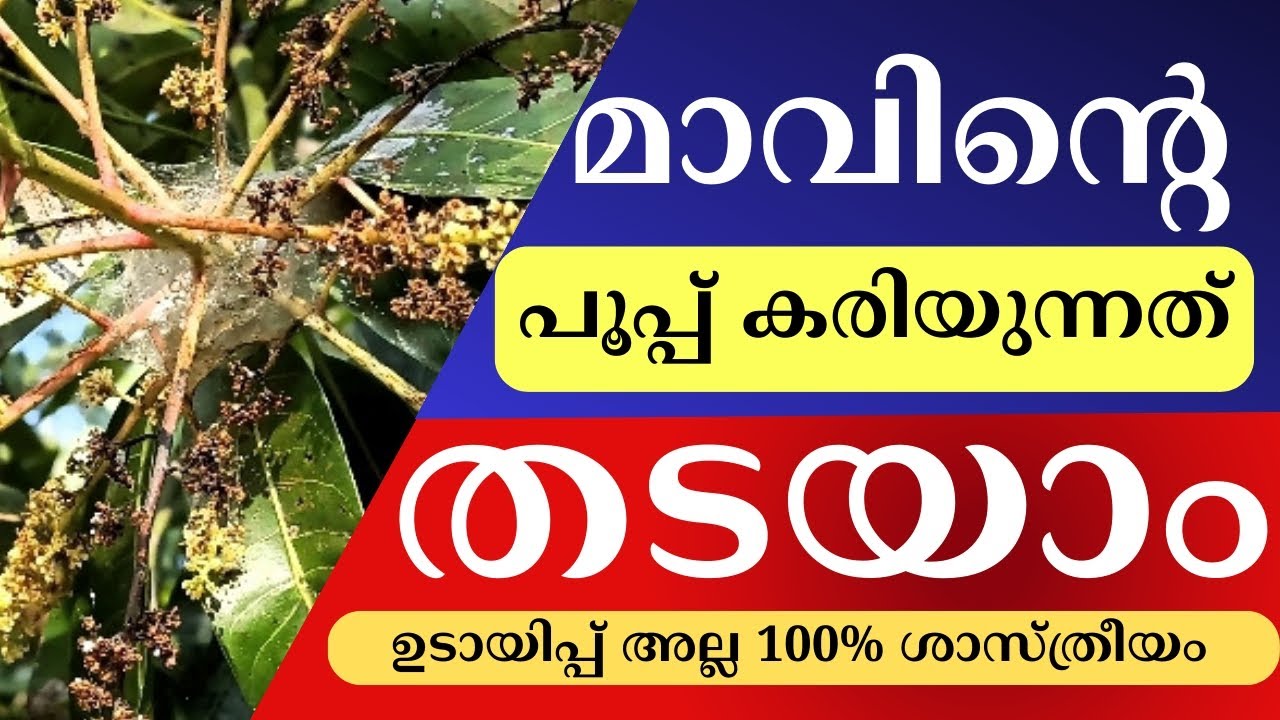 ഈ തെറ്റുകളാണ് നിങ്ങളുടെ മാവിന്റെ പൂപ്പ് കരിയാൻ കാരണം .My Mango Flowers Are Falling! What's Wrong?