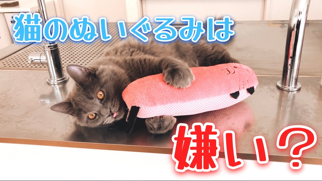 【サイベリアン子猫】猫のぬいぐるみにツンデレ？