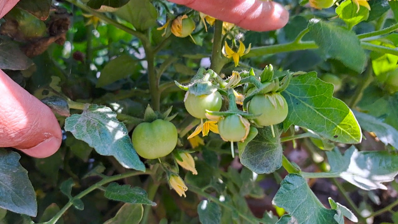 Sunday Garden Overview 15 February 2026