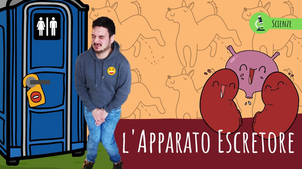 L'APPARATO ESCRETORE - Le scienze spiegate FACILI