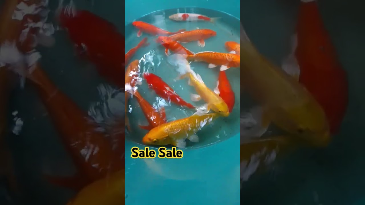 Sale sale💰💸Carp harvest #carp #shortvideo #ponds #fishharvest #aquarium #fishlover #carpfishing