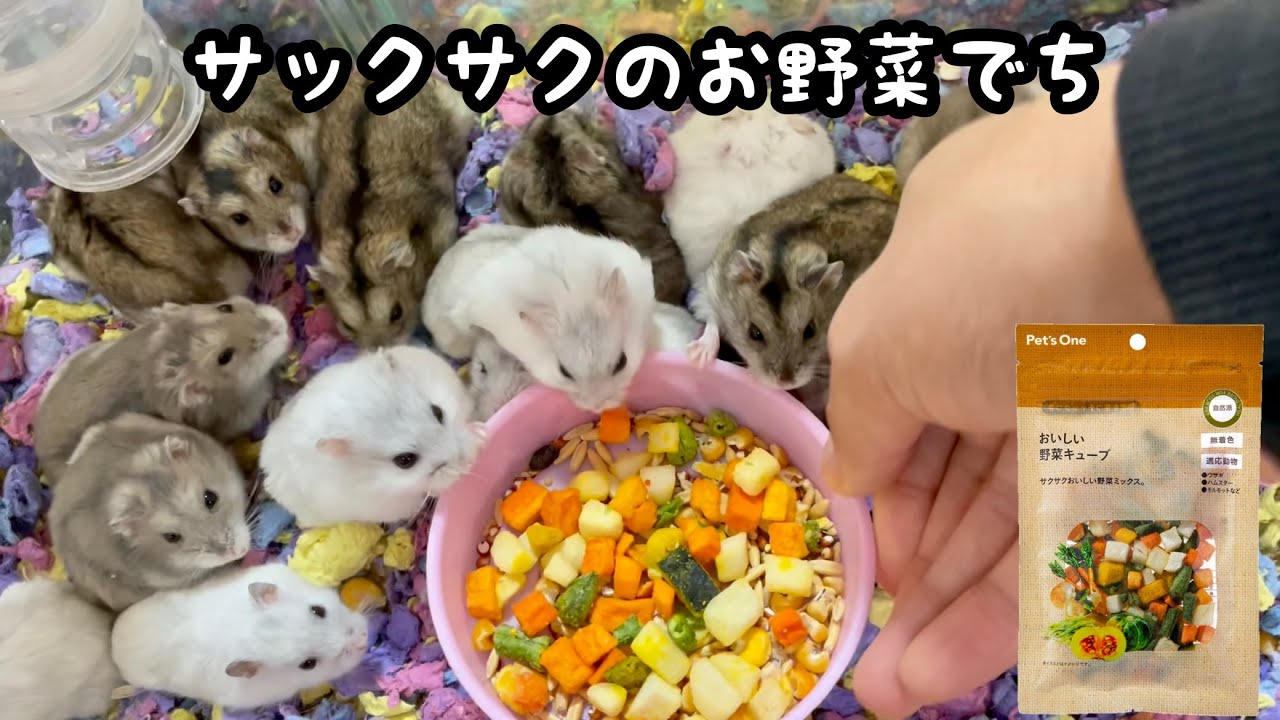 ハムスターに揚げた野菜を与えたよ【ジャンガリアン】