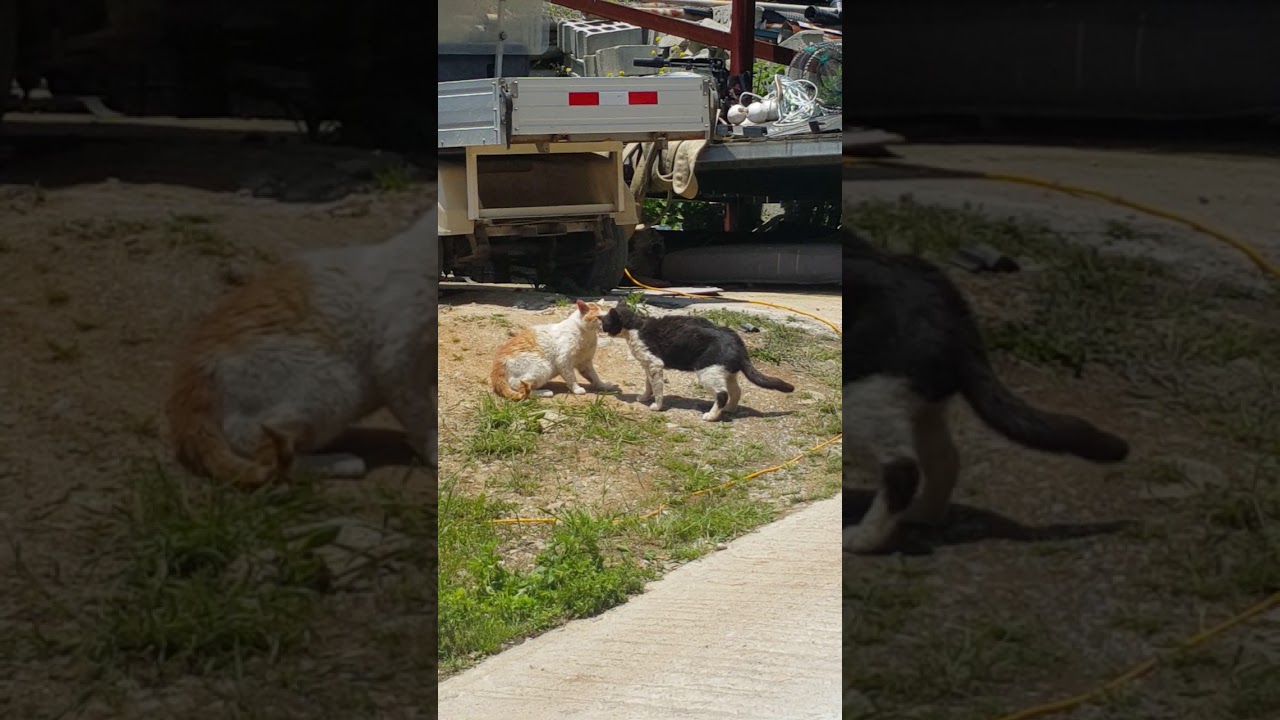 Cat fighting 고양이 혈투
