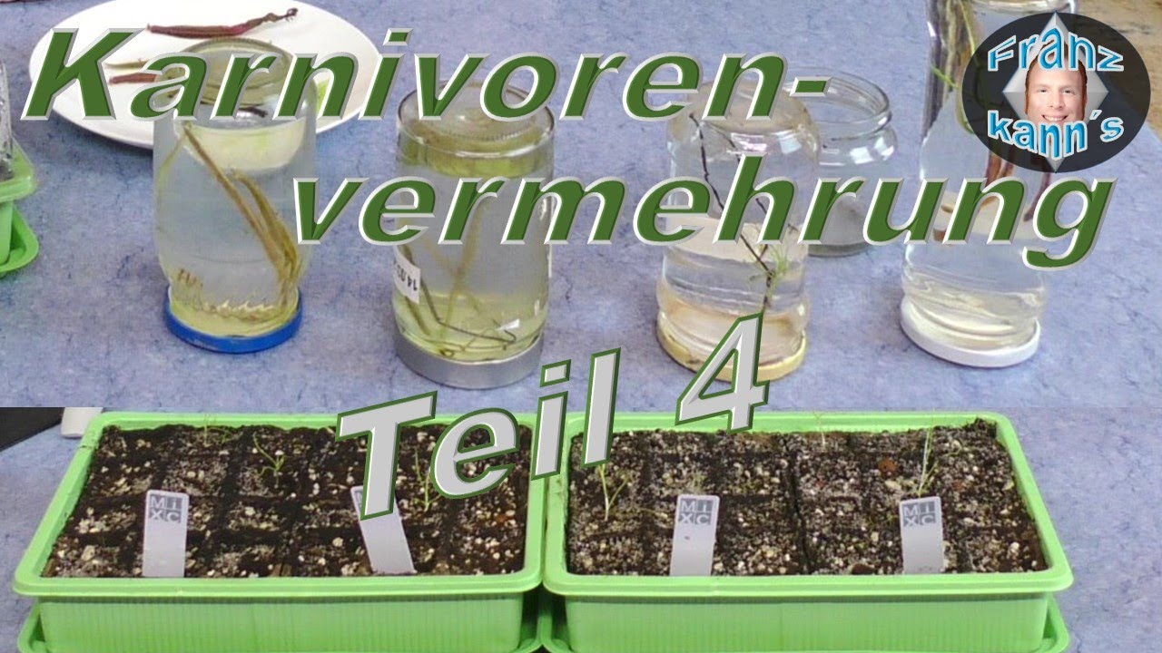 Update Karnivorenvermehrung - Vermehrung im Wasser - Drosophyllum Samen
