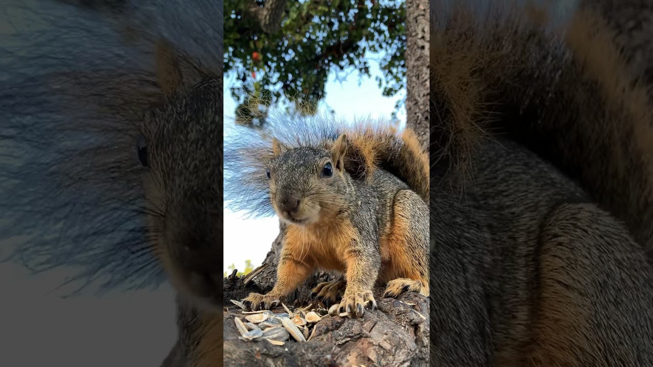 South Bay Sounds and Sunflower Seeds w Little Nuts #squirrel #friends #animals #nature #asmr #eating